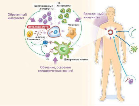 Лиз бурбо таблица болезней иммунитет